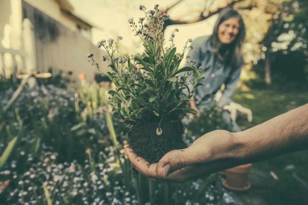 Des mains présentent des plantes dans un jardin